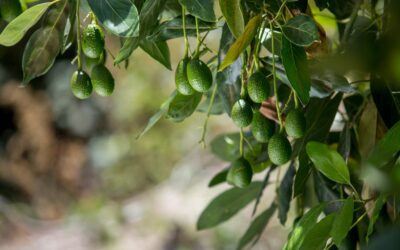 Fruticultores de Tapay potencian la producción de Palta con el apoyo de la empresa privada